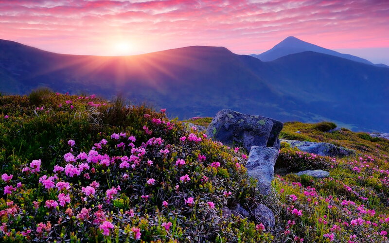 Pink Flowers on Mountain — Serene, Sunrise