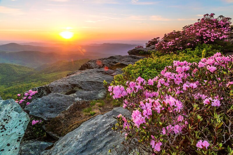 Pink Flowers on Mountain — Serene, Sunset
