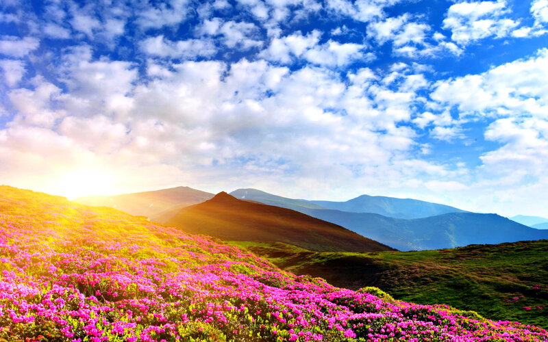 Pink Flowers on Mountain — Serene