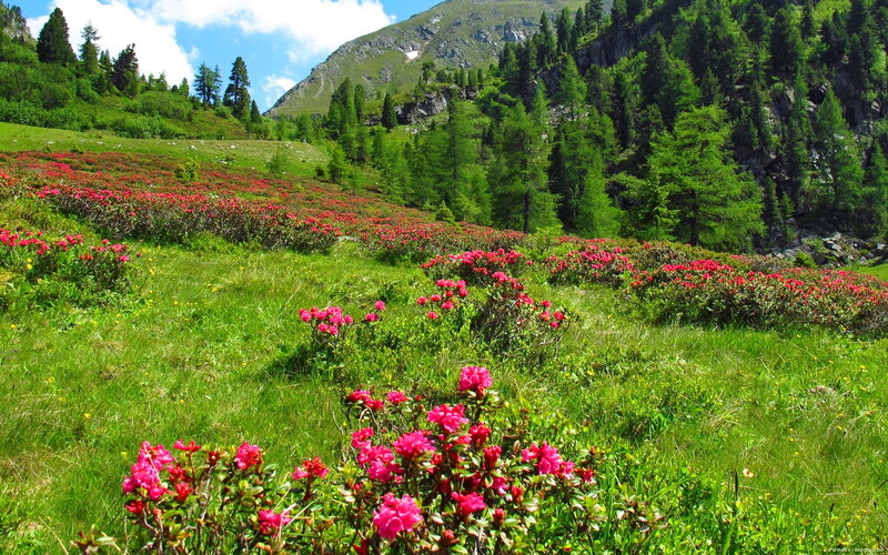 Pink Flowers on Mountain Slope — Green
