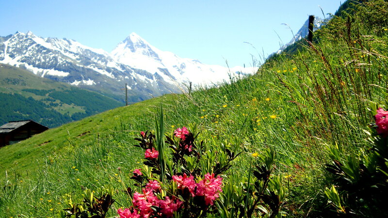 Pink Flowers on Mountain Slope