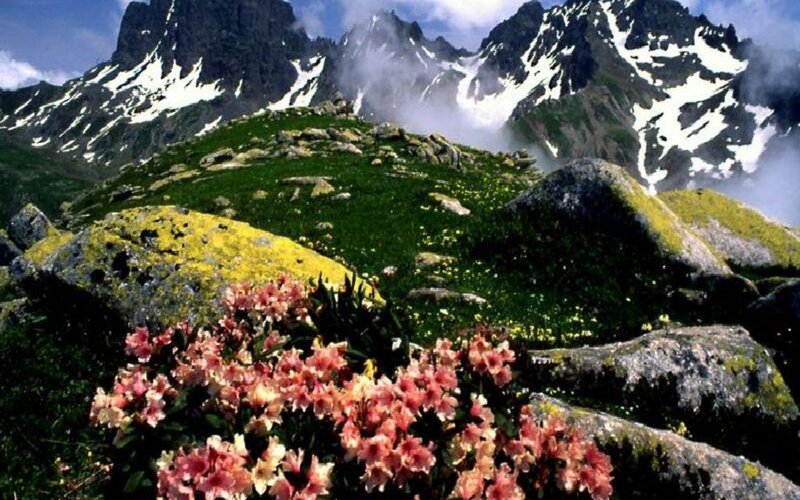 Pink Flowers on Mountain