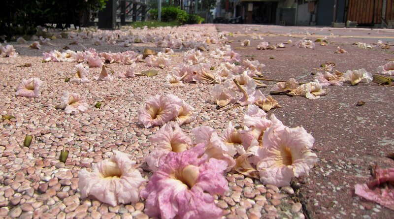 Pink Flowers on Pavement