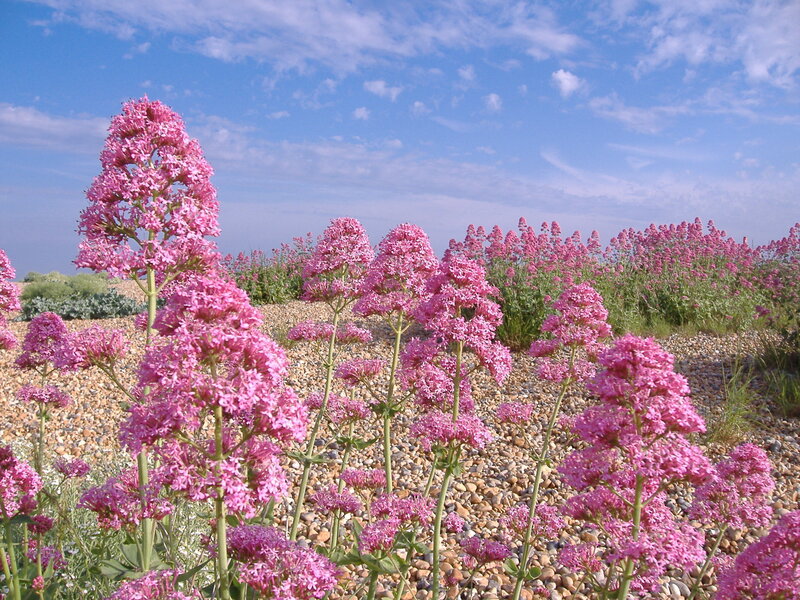 Pink Flowers on Pebbles