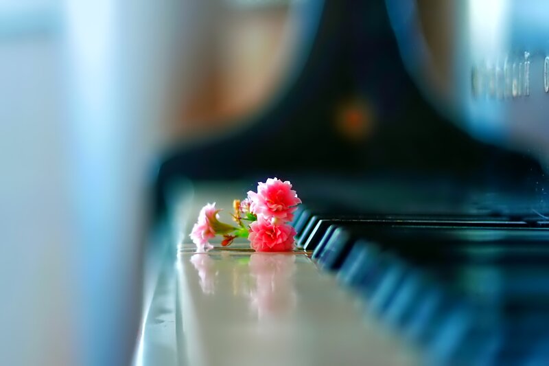 Pink Flowers on Piano