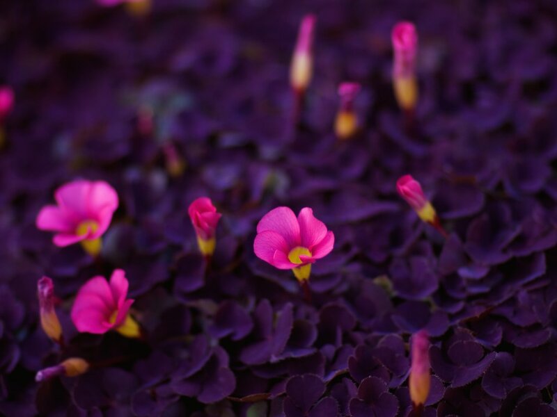 Pink Flowers on Purple Leaves — Calm