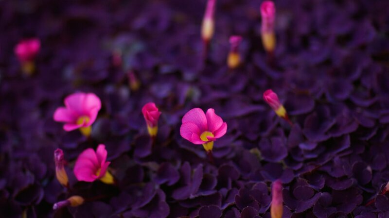 Pink Flowers on Purple Leaves