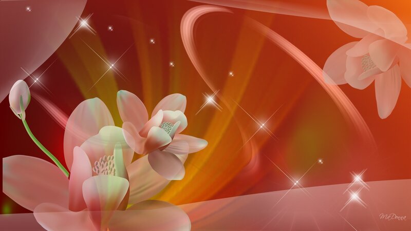 Pink Flowers on Red Background