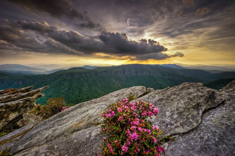 Pink Flowers on Rock — Gray, Dramatic