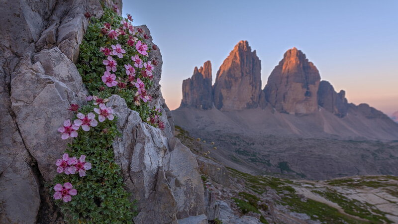 Pink Flowers on Rock — Gray