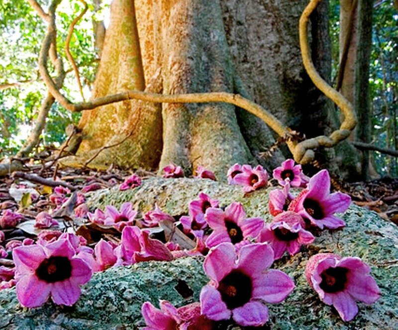 Pink Flowers on Rock — Serene