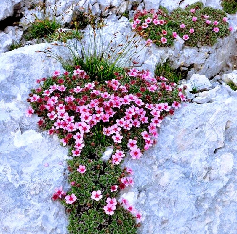 Pink Flowers on Rock
