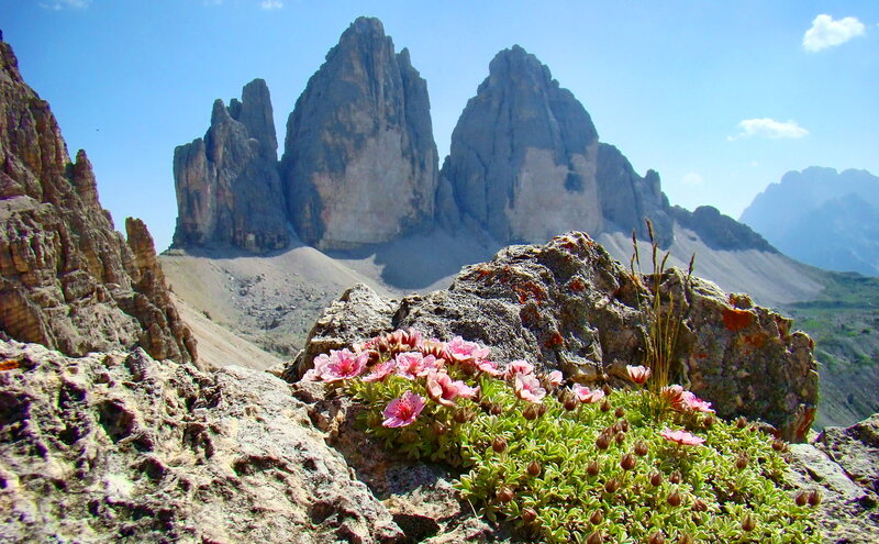 Pink Flowers on Rocks — Blue, Serene, Afternoon