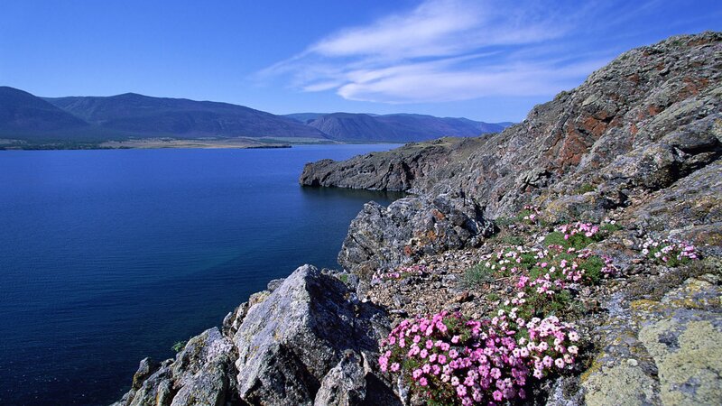 Pink Flowers on Rocks — Blue, Serene
