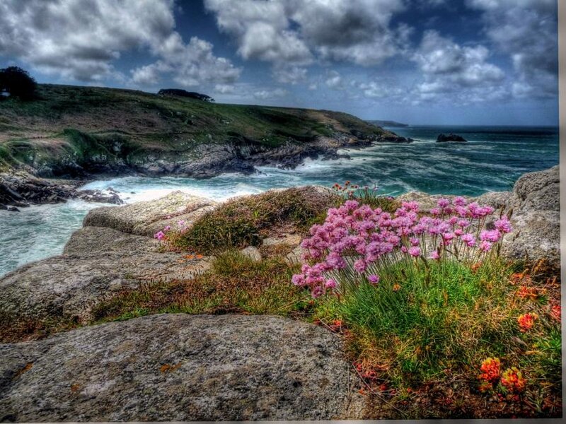 Pink Flowers on Rocks — Dramatic