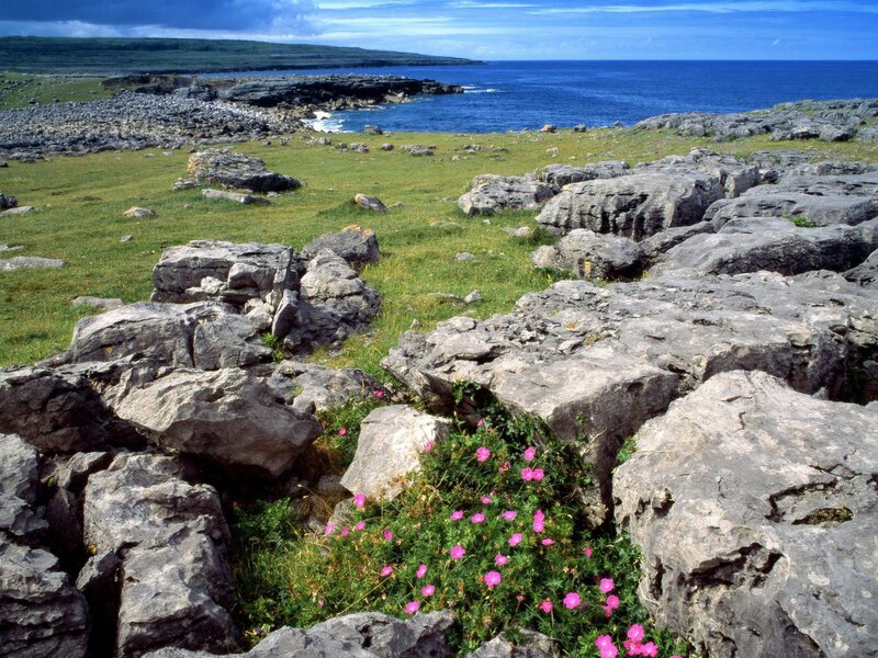 Pink Flowers on Rocks — Green, Serene