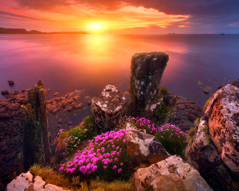 Pink Flowers on Rocks — Orange