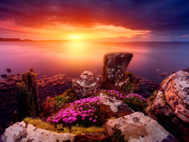 Pink Flowers on Rocks — Purple, Dramatic, Sunset