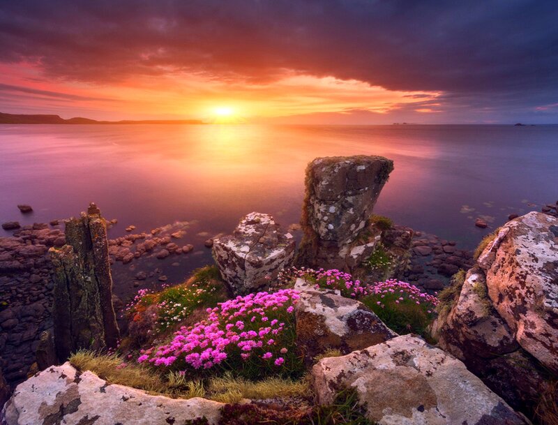 Pink Flowers on Rocks — Purple, Dramatic
