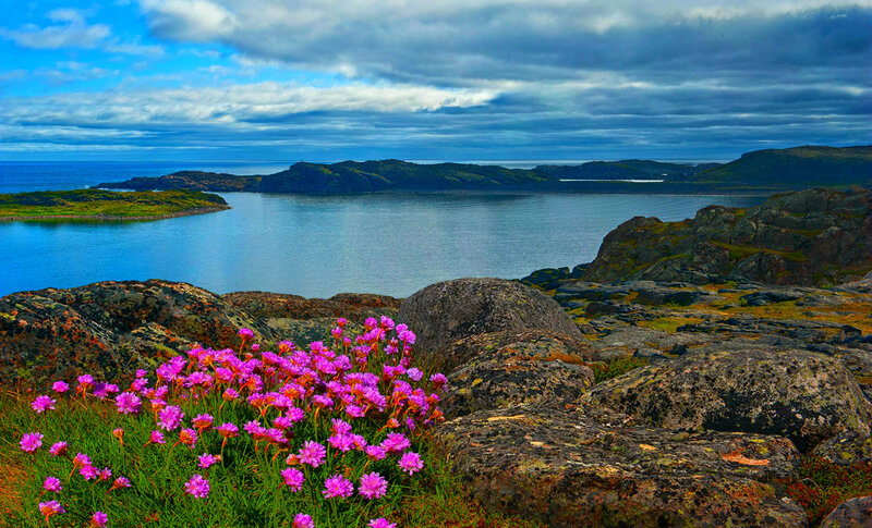 Pink Flowers on Rocks — Purple