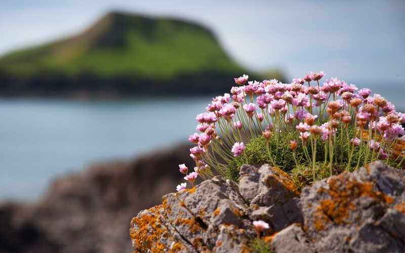 Pink Flowers on Rocks — Serene, Afternoon