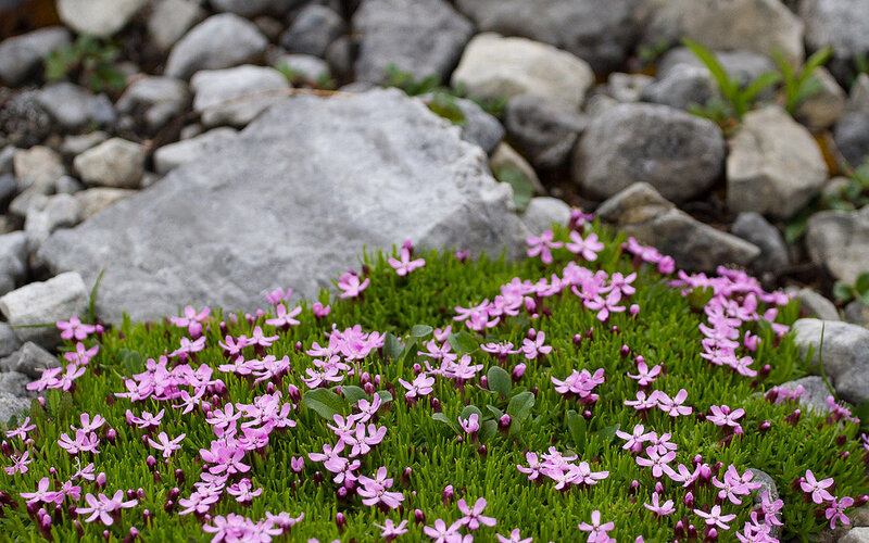 Pink Flowers on Rocks — Serene