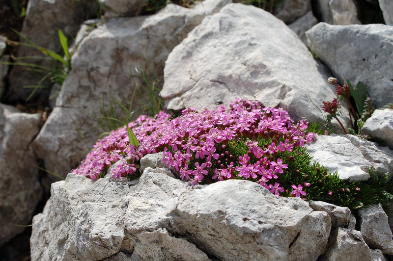 Pink Flowers on Rocks