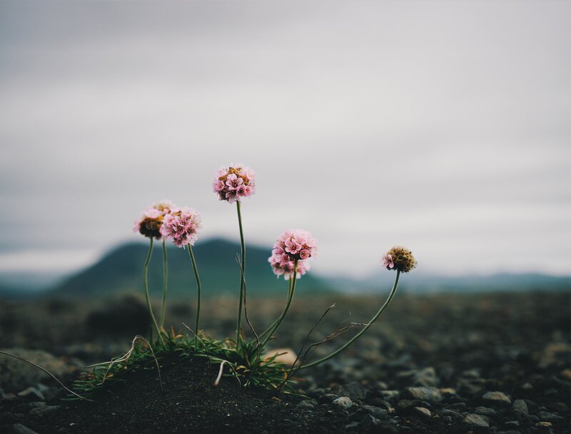 Pink Flowers on Rocky Ground