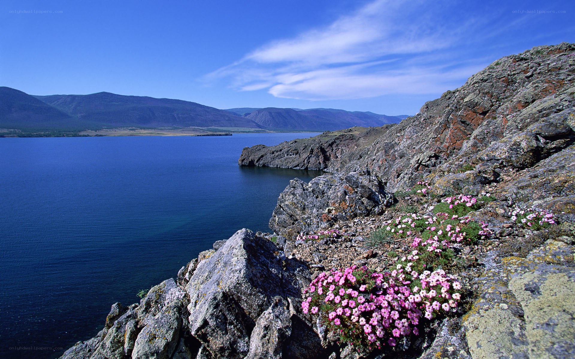 Pink flowers on rocky lakeside