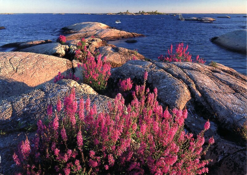 Pink flowers on rocky shore