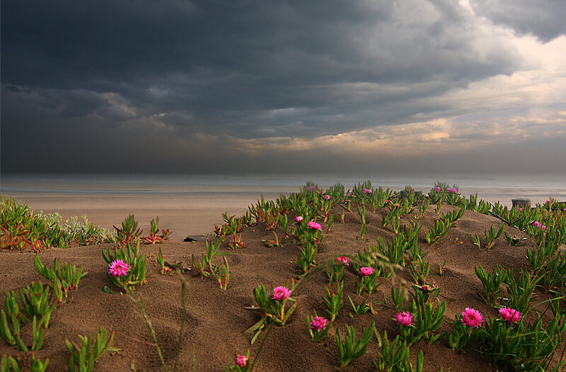 Pink Flowers on Sand Dunes