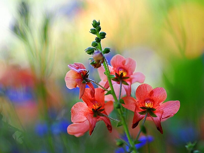 Pink Flowers on Stem — Serene, Afternoon