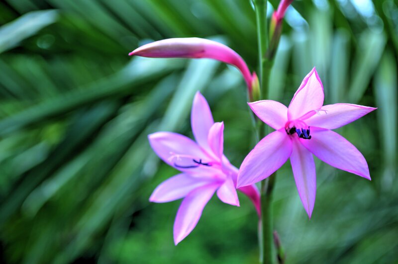 Pink Flowers on Stem — Serene