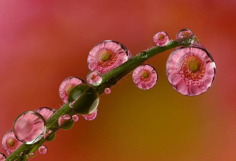 Pink Flowers on Stem