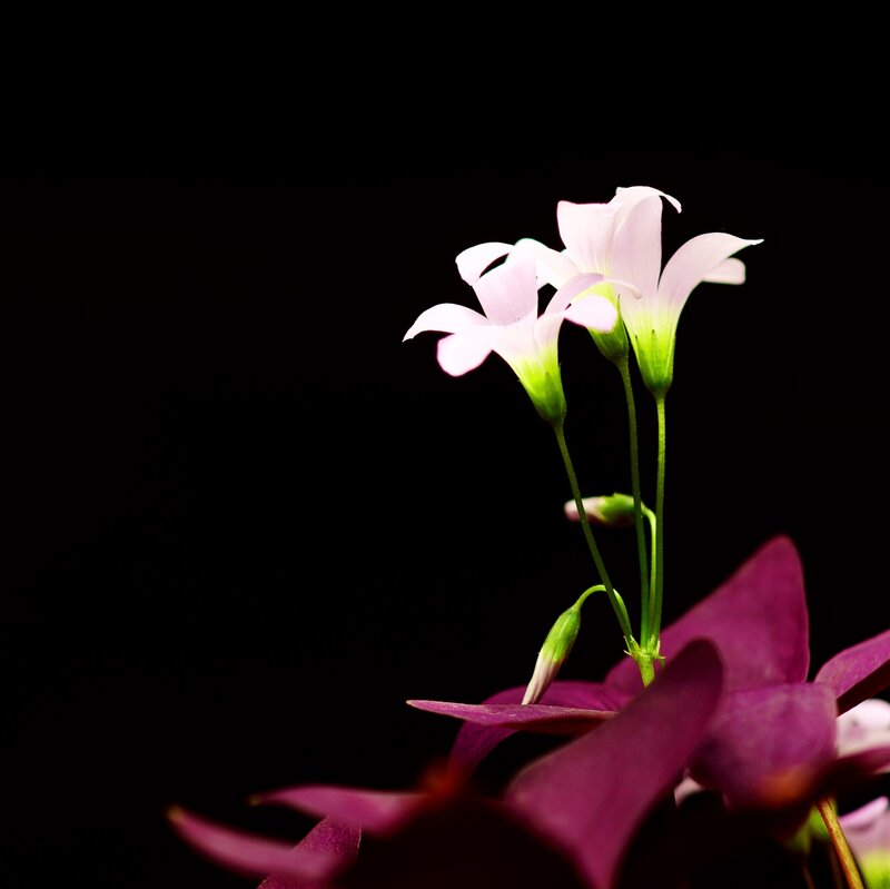 Pink Flowers on Stems — Black