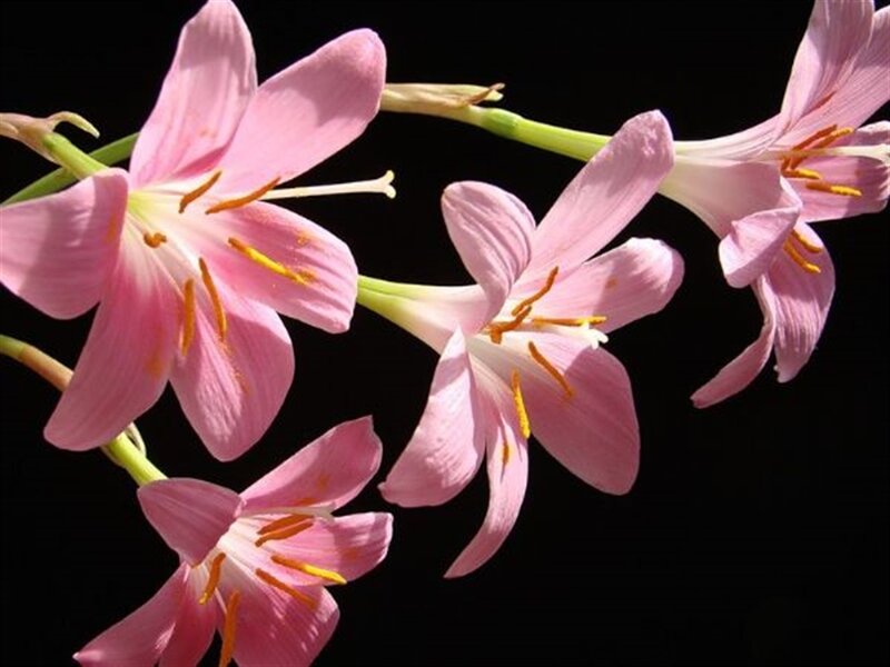 Pink Flowers on Stems — Dramatic