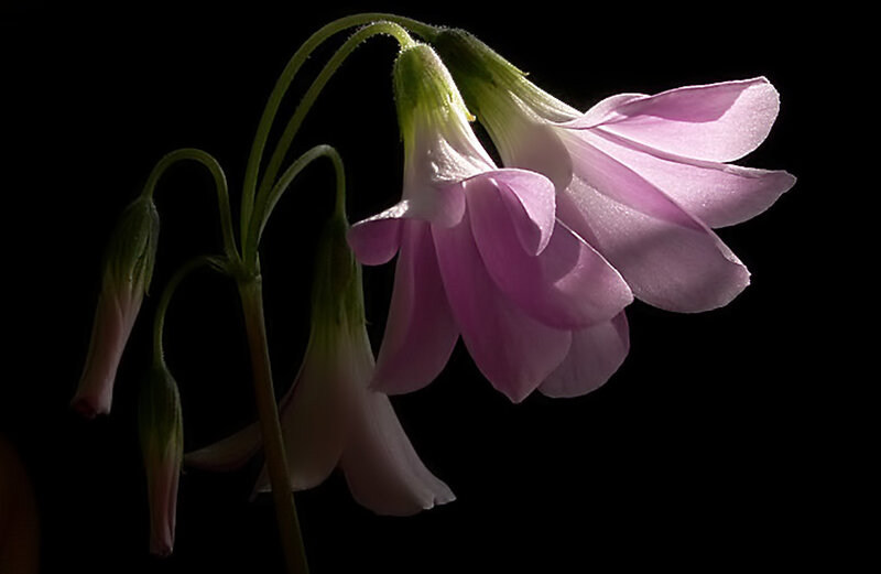 Pink Flowers on Stems — Purple