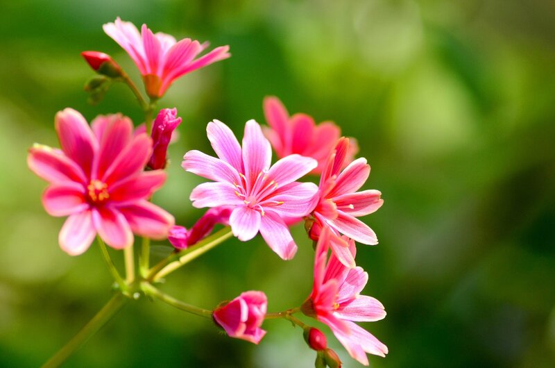 Pink Flowers on Stems — Serene, Afternoon