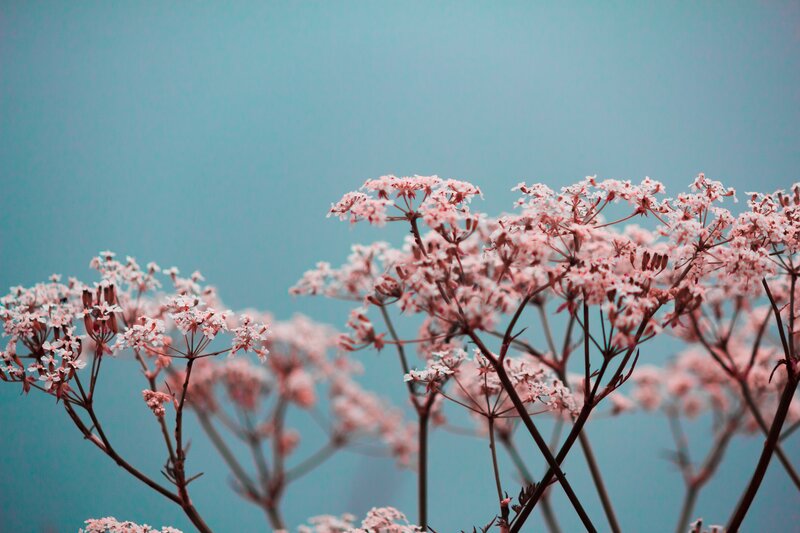 Pink Flowers on Stems — Serene, Spring