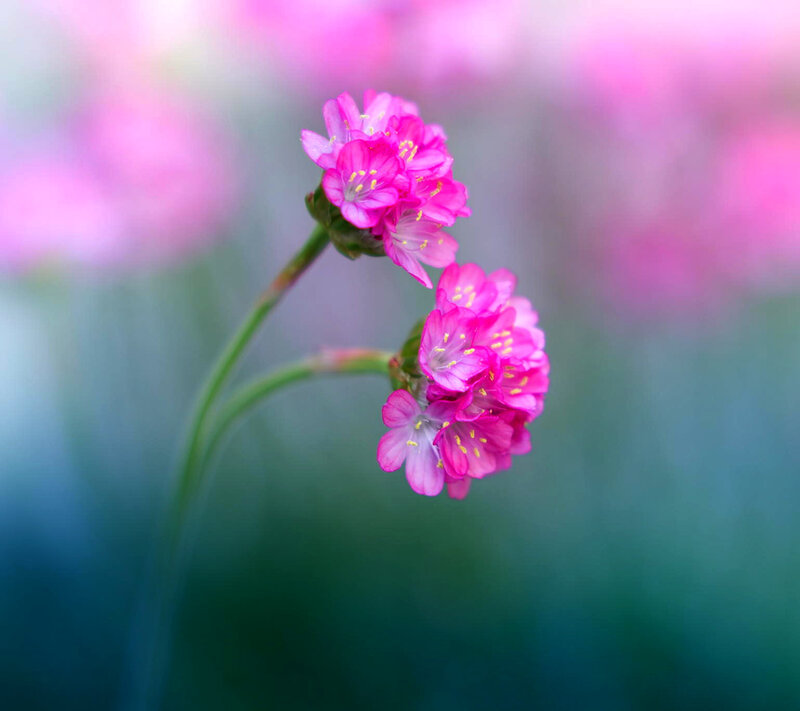 Pink Flowers on Stems — Serene