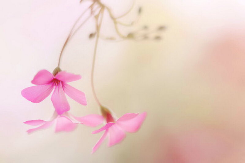 Pink Flowers on Stems