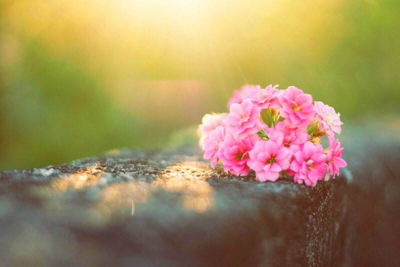 Pink Flowers on Stone