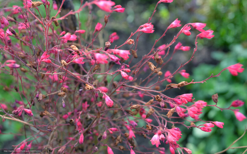 Pink flowers on thin stems