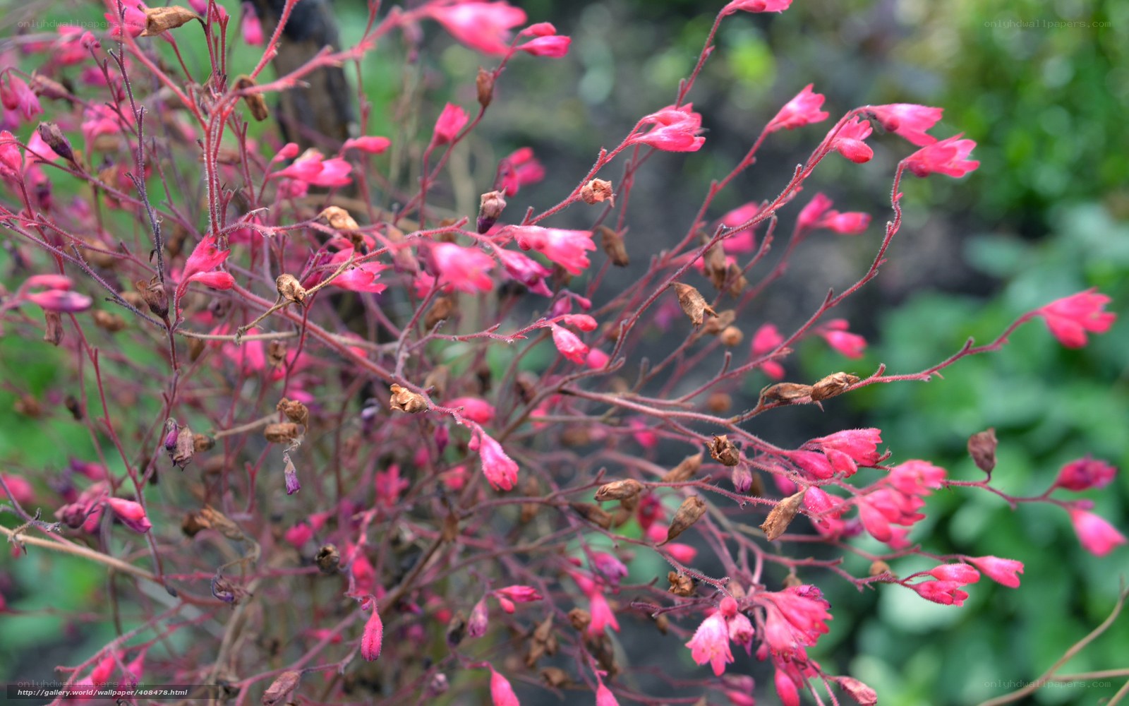 Pink flowers on thin stems