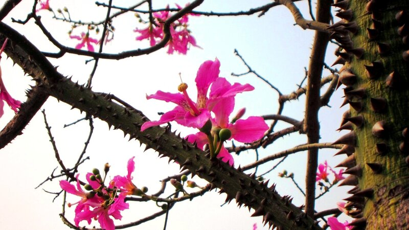 Pink Flowers on Thorny Tree
