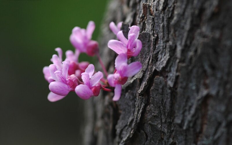 Pink flowers on tree bark