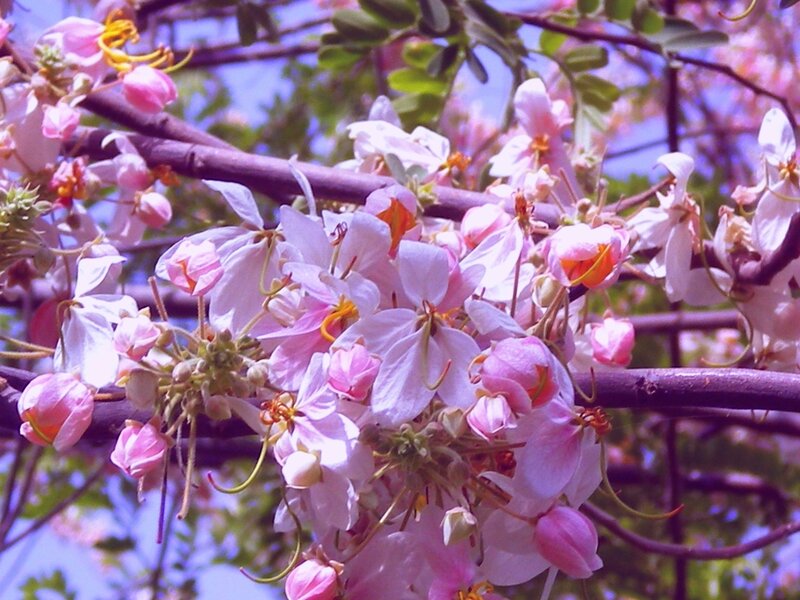 Pink Flowers on Tree Branch