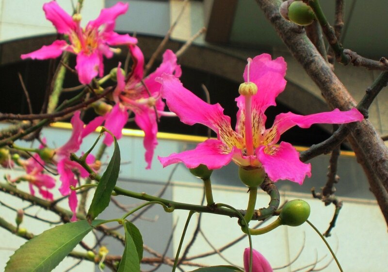 Pink Flowers on Tree — Calm, Afternoon
