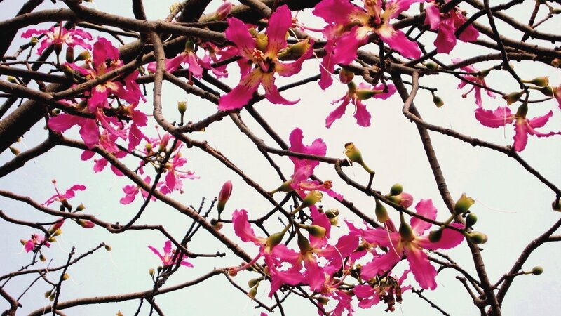 Pink Flowers on Tree — Calm