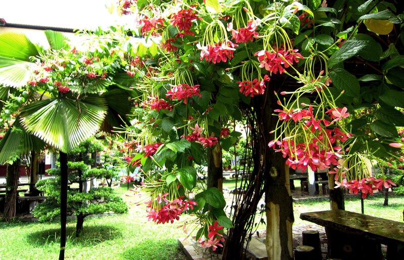 Pink Flowers on Tree — Red